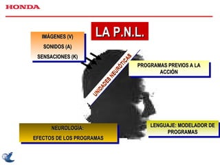 LA P.N.L. IMÁGENES (V) SONIDOS (A) SENSACIONES (K) UNIDADES NEURÓTICAS PROGRAMAS PREVIOS A LA ACCIÓN LENGUAJE: MODELADOR DE PROGRAMAS NEUROLOGÍA:  EFECTOS DE LOS PROGRAMAS 