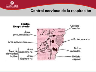 Control nervioso de la respiración
 