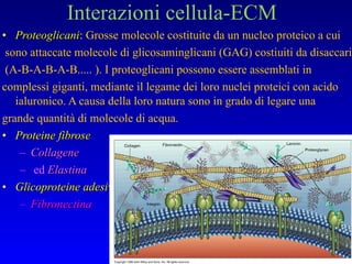 Proteoglicani :  Grosse molecole costituite da un nucleo proteico a cui sono attaccate molecole di glicosaminglicani (GAG) costiuiti da disaccaridi  (A-B-A-B-A-B..... ). I proteoglicani possono essere assemblati in  complessi giganti, mediante il legame dei loro nuclei proteici con acido ialuronico. A causa della loro natura sono in grado di legare una  grande quantità di molecole di acqua. Proteine fibrose Collagene ed  Elastina Glicoproteine adesive Fibronectina  Interazioni cellula-ECM 