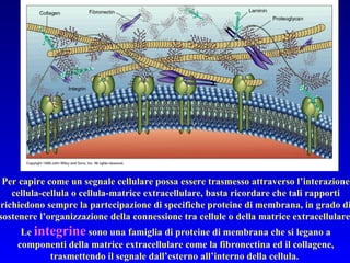 Per capire come un segnale cellulare possa essere trasmesso attraverso l’interazione cellula-cellula o cellula-matrice extracellulare, basta ricordare che tali rapporti richiedono sempre la partecipazione di specifiche proteine di membrana, in grado di sostenere l’organizzazione della connessione tra cellule o della matrice extracellulare. Le  integrine  sono una famiglia di proteine di membrana che si legano a componenti della matrice extracellulare come la fibronectina ed il collagene, trasmettendo il segnale dall’esterno all’interno della cellula.  