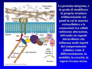 La proteina integrina, è in grado di modificare la propria struttura tridimensionale nei punti in cui la matrice extracellulare o le connessioni tra cellule subiscono alterazione, attivando un segnale intracelluare che influenza molti aspetti del comportamento cellulare come il differenziamento, la mobilità, la crescita, la sopravvivenza stessa. 