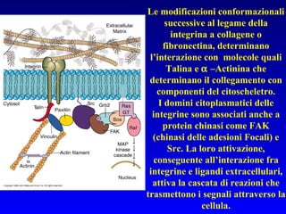 Le modificazioni conformazionali successive al legame della integrina a collagene o fibronectina, determinano l’interazione con  molecole quali Talina e    –Actinina che determinano il collegamento con componenti del citoscheletro. I domini citoplasmatici delle integrine sono associati anche a protein chinasi come FAK (chinasi delle adesioni Focali) e Src. La loro attivazione, conseguente all’interazione fra integrine e ligandi extracellulari, attiva la cascata di reazioni che trasmettono i segnali attraverso la cellula. 