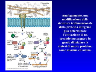 Analogamente, una modificazione della struttura tridimensionale della proteina integrina può determinare l’attivazione di un secondo messaggero in grado di iniziare la sintesi di nuove proteine, come miosina ed actina. 