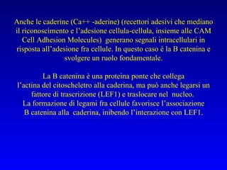 Anche le caderine (Ca++ -aderine) (recettori adesivi che mediano il riconoscimento e l’adesione cellula-cellula, insieme alle CAM Cell Adhesion Molecules)  generano segnali intracellulari in risposta all’adesione fra cellule. In questo caso è la B catenina e svolgere un ruolo fondamentale. La B catenina è una proteina ponte che collega l’actina del citoscheletro alla caderina, ma può anche legarsi un fattore di trascrizione (LEF1) e traslocare nel  nucleo.  La formazione di legami fra cellule favorisce l’associazione B catenina alla  caderina, inibendo l’interazione con LEF1. 
