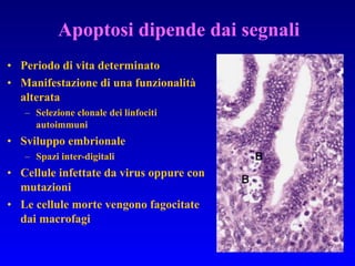 Periodo di vita determinato Manifestazione di una funzionalità alterata Selezione clonale dei linfociti autoimmuni Sviluppo embrionale Spazi inter-digitali Cellule infettate da virus oppure con mutazioni Le cellule morte vengono fagocitate dai macrofagi Apoptosi dipende dai segnali 