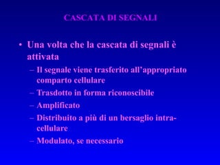 Una volta che la cascata di segnali è attivata Il segnale viene trasferito all’appropriato comparto cellulare Trasdotto in forma riconoscibile Amplificato Distribuito a più di un bersaglio intra-cellulare Modulato, se necessario CASCATA DI SEGNALI 