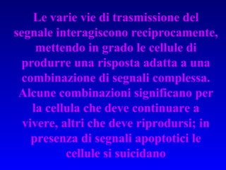 Le varie vie di trasmissione del segnale interagiscono reciprocamente, mettendo in grado le cellule di produrre una risposta adatta a una combinazione di segnali complessa. Alcune combinazioni significano per la cellula che deve continuare a vivere, altri che deve riprodursi; in presenza di segnali apoptotici le cellule si suicidano 