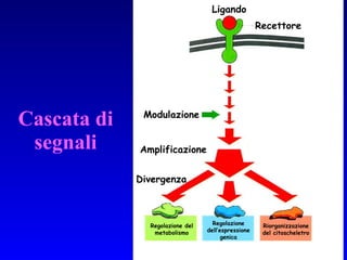 Cascata di segnali Ligando Recettore Regolazione del metabolismo Modulazione Regolazione dell’espressione genica Riorganizzazione del citoscheletro Amplificazione Divergenza 