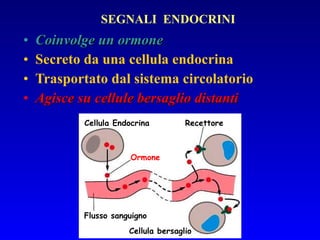 Coinvolge un ormone Secreto da una cellula endocrina Trasportato dal sistema circolatorio Agisce su cellule bersaglio distanti SEGNALI  ENDOCRINI Cellula Endocrina Recettore Ormone Flusso sanguigno Cellula bersaglio 