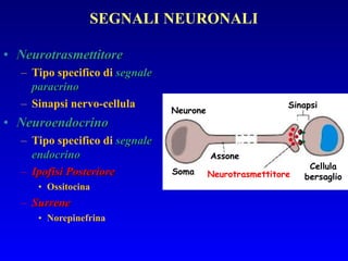 Neurotrasmettitore Tipo specifico di  segnale paracrino Sinapsi nervo-cellula Neuroendocrino Tipo specifico di  segnale endocrino   Ipofisi Posteriore Ossitocina Surrene Norepinefrina SEGNALI NEURONALI Sinapsi Neurone Soma Assone Cellula bersaglio Neurotrasmettitore 