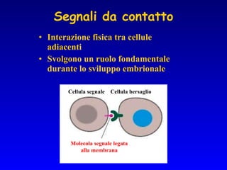 Segnali da contatto Interazione fisica tra cellule adiacenti Svolgono un ruolo fondamentale durante lo sviluppo embrionale Cellula segnale  Cellula bersaglio Molecola segnale legata alla membrana 