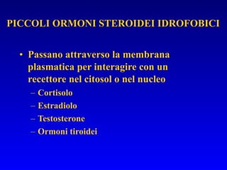 Passano attraverso la membrana plasmatica per interagire con un recettore nel citosol o nel nucleo Cortisolo Estradiolo Testosterone Ormoni tiroidei PICCOLI ORMONI STEROIDEI IDROFOBICI 