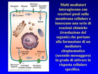 Molti mediatori interagiscono con recettori posti sulla membrana cellulare e innescano una serie di reazioni chimiche (trasduzione del segnale) che portano alla formazione di un mediatore citoplasmatico (secondo messaggero) in grado di attivare la risposta cellulare specifica.  
