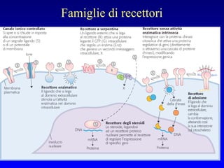 Famiglie di recettori 