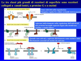 Le tre classi più grandi di recettori di superficie sono recettori  collegati a  canali ionici, a proteine G e a enzimi Sono coinvolti nella segnalazione  Sinaptica rapida fra cellule eccitabili elettricamente Agiscono indirettamente nella regolazione dell’attività di una proteina bersaglio separata legata alla membrana (enzima o canale ionico) Quando sono attivati, o agiscono direttamente come enzimi o sono Direttamente associati ad enzimi che attivano 