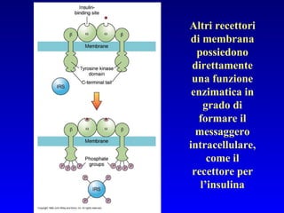 Altri recettori di membrana possiedono direttamente una funzione enzimatica in grado di formare il messaggero intracellulare, come il recettore per l’insulina 