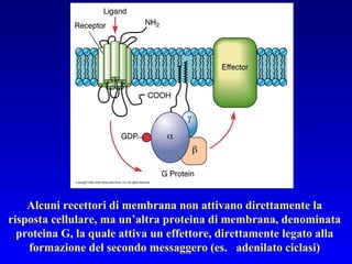 Alcuni recettori di membrana non attivano direttamente la risposta cellulare, ma un’altra proteina di membrana, denominata proteina G, la quale attiva un effettore, direttamente legato alla formazione del secondo messaggero (es.  adenilato ciclasi) 