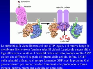 La subunità alfa viene liberata col suo GTP legato, e si muove lungo la membrana finché trova l'enzima adenilil ciclasi. La piccola catena alfa si lega all'enzima e lo attiva. L'adenilil ciclasi attivato produce molto AMP ciclico che diffonde il segnale all'interno della cellula. Infine, il GTP nella subunità alfa attiva si rompe formando GDP, così la proteina G si può ricostruire per unione dei due frammenti che producono la forma trimera inattiva, pronta per eseguire un altro ciclo.  