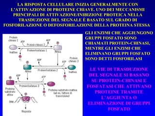 LE VIE DI TRASDUZIONE DEL SEGNALE SI BASANO SU PROTEIN-CHINASI E FOSFATASI CHE ATTIVANO PROTEINE TRAMITE L’AGGIUNTA O ELIMINAZIONE DI GRUPPI FOSFATO LA RISPOSTA CELLULARE INIZIA GENERALMENTE CON L’ATTIVAZIONE DI PROTEINE CHIAVE. UNO DEI MECCANISMI PRINCIPALI DI ATTIVAZIONE/INIBIZIONE PROTEICA NELLA TRASDUZIONE DEL SEGNALE È BASATO SUL GRADO DI FOSFORILAZIONE O DEFOSFORILAZIONE DELLA PROTEINA STESSA   GLI ENZIMI CHE AGGIUNGONO GRUPPI FOSFATO SONO CHIAMATI PROTEIN-CHINASI, MENTRE GLI ENZIMI CHE ELIMINANO GRUPPI FOSFATO SONO DETTI FOSFORILASI 