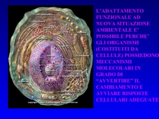 L’ADATTAMENTO FUNZIONALE AD NUOVA SITUAZIONE AMBIENTALE E’ POSSIBILE PERCHE’ GLI ORGANISMI (COSTITUITI DA CELLULE) POSSIEDONO MECCANISMI MOLECOLARI IN GRADO DI “AVVERTIRE” IL CAMBIAMENTO E AVVIARE RISPOSTE CELLULARI ADEGUATE  