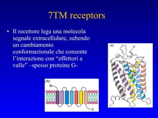 7TM receptors Il recettore lega una molecola segnale extracellulare, subendo un cambiamento conformazionale che consente l’interazione con “effettori a valle” –spesso proteine G- 