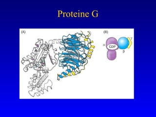 Proteine G 