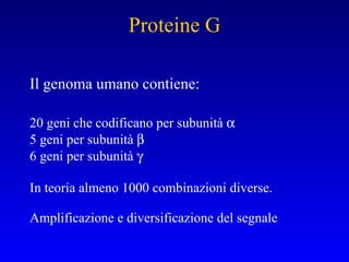 Il genoma umano contiene: 20 geni che codificano per subunità   5 geni per subunità   6 geni per subunità   In teoria almeno 1000 combinazioni diverse. Amplificazione e diversificazione del segnale Proteine G 