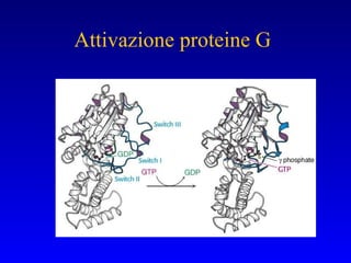 Attivazione proteine G 