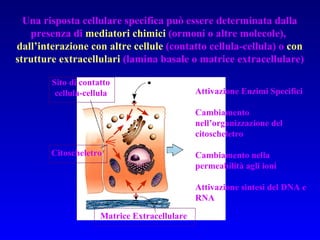 Una risposta cellulare specifica può essere determinata dalla presenza di  mediatori chimici  (ormoni o altre molecole),  dall’interazione con altre cellule  (contatto cellula-cellula) o  con strutture extracellulari  (lamina basale o matrice extracellulare) Attivazione Enzimi Specifici Cambiamento nell’organizzazione del citoscheletro Cambiamento nella permeabilità agli ioni Attivazione sintesi del DNA e RNA Matrice Extracellulare Sito di contatto cellula-cellula Citoscheletro 