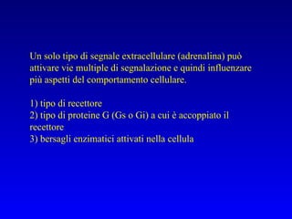 Un solo tipo di segnale extracellulare (adrenalina) può attivare vie multiple di segnalazione e quindi influenzare più aspetti del comportamento cellulare. 1) tipo di recettore 2) tipo di proteine G (Gs o Gi) a cui è accoppiato il recettore 3) bersagli enzimatici attivati nella cellula 