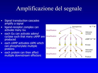 Amplificazione del segnale Signal transduction cascades amplify a signal  ligand-receptor complex can activate many G  each G   can activate adenyl cyclase such that many cAMP are produced each cAMP activates cAPK which can phosphorylate multiple proteins each protein can then affect multiple downstream effectors   