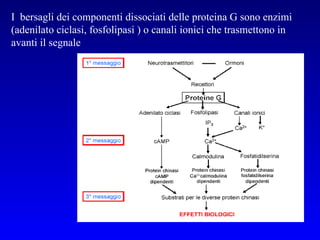 I  bersagli dei componenti dissociati delle proteina G sono enzimi (adenilato ciclasi, fosfolipasi ) o canali ionici che trasmettono in avanti il segnale 