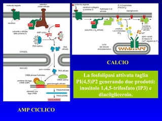 AMP CICLICO CALCIO La fosfolipasi attivata taglia PI(4,5)P2 generando due prodotti: inositolo 1,4,5-trifosfato (IP3) e diacilglicerolo. 