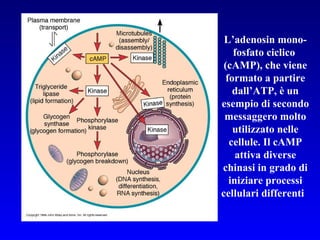 L’adenosin mono- fosfato ciclico  (cAMP), che viene formato a partire dall’ATP, è un esempio di secondo messaggero molto utilizzato nelle cellule. Il cAMP attiva diverse chinasi in grado di iniziare processi cellulari differenti   