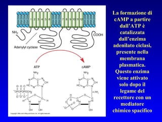 La formazione di cAMP a partire dall’ATP è catalizzata dall’enzima adenilato ciclasi, presente nella membrana plasmatica. Questo enzima viene attivato solo dopo il legame del recettore con un mediatore chimico spacifico 