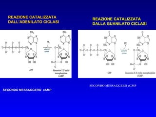 REAZIONE CATALIZZATA  DALL’ADENILATO CICLASI SECONDO MESSAGGERO  cAMP SECONDO MESSAGGERO cGMP REAZIONE CATALIZZATA  DALLA GUANILATO CICLASI 