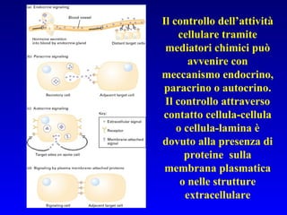 Il controllo dell’attività cellulare tramite mediatori chimici può avvenire con meccanismo endocrino, paracrino o autocrino. Il controllo attraverso contatto cellula-cellula o cellula-lamina è dovuto alla presenza di proteine  sulla membrana plasmatica o nelle strutture extracellulare 
