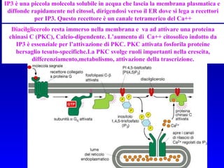 IP3  è una piccola molecola solubile in acqua che lascia la membrana plasmatica e  diffonde rapidamente nel citosol, dirigendosi verso il ER dove si lega a recettori per IP3. Questo recettore è un canale tetramerico del Ca++ Diacilglicerolo  resta immerso nella membrana e  va ad attivare una proteina chinasi C (PKC), Calcio-dipendente. L’aumento di  Ca++ citosolico indotto da IP3 è essenziale per l’attivazione di PKC. PKC attivata fosforila proteine bersaglio tesuto-specifiche.La PKC svolge ruoli importanti nella crescita, differenziamento,metabolismo, attivazione della trascrizione. 