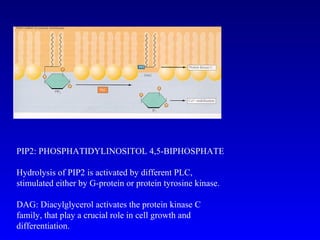 PIP2: PHOSPHATIDYLINOSITOL 4,5-BIPHOSPHATE Hydrolysis of PIP2 is activated by different PLC, stimulated either by G-protein or protein tyrosine kinase. DAG: Diacylglycerol activates the protein kinase C family, that play a crucial role in cell growth and differentiation.  