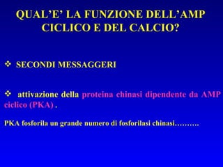 QUAL’E’ LA FUNZIONE DELL’AMP CICLICO E DEL CALCIO? SECONDI MESSAGGERI attivazione della  proteina chinasi dipendente da AMP ciclico (PKA)  . PKA fosforila un grande numero di fosforilasi chinasi………. 
