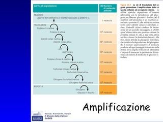 Amplificazione 