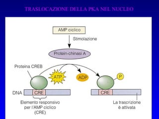 TRASLOCAZIONE DELLA PKA NEL NUCLEO 
