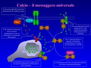 PLC DAG PKC Calcio – il messaggero universale L’IP 3  si lega al recettore per l’IP 3  sul reticolo endoplasmatico e apre un canale del Ca 2+  (che fa parte del recettore) L’attivazione della PLC porta alla formazione di IP 3  solubile in acqua Il Ca 2+  rilasciato dal RE si lega alle  Calmoduline permettendole di interagire con altre proteine e attivarle La Calmodulina può attivare pompe del Ca 2+  del reticolo endoplasmatico abbassando la [Ca 2+ ] citosolico La Calmodulina può attivare pompe del Ca 2+  sulla membrana plasmatica abbassando la [Ca 2+ ] citosolico La Calmodulina attiva una vasta gamma di proteine p.es chinasi calmodulina-dipendenti kinasi 