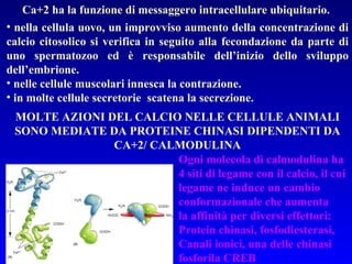 Ca+2 ha la funzione di messaggero intracellulare ubiquitario.  nella cellula uovo, un improvviso aumento della concentrazione di calcio citosolico si verifica in seguito alla fecondazione da parte di uno spermatozoo ed è responsabile dell’inizio dello sviluppo dell’embrione. nelle cellule muscolari innesca la contrazione. in molte cellule secretorie  scatena la secrezione. MOLTE AZIONI DEL CALCIO NELLE CELLULE ANIMALI SONO MEDIATE DA PROTEINE CHINASI DIPENDENTI DA CA+2/ CALMODULINA Ogni molecola di calmodulina ha 4 siti di legame con il calcio, il cui legame ne induce un cambio  conformazionale che aumenta la affinità per diversi effettori: Protein chinasi, fosfodiesterasi, Canali ionici, una delle chinasi fosforila CREB 