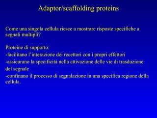 Come una singola cellula riesce a mostrare risposte specifiche a segnali multipli? Proteine di supporto: -facilitano l’interazione dei recettori con i propri effettori  -assicurano la specificità nella attivazione delle vie di trasduzione  del segnale  -confinano il processo di segnalazione in una specifica regione della  cellula. Adaptor/scaffolding proteins 