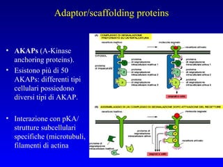 Adaptor/scaffolding proteins AKAPs  (A-Kinase anchoring proteins). Esistono più di 50 AKAPs: differenti tipi cellulari possiedono diversi tipi di AKAP. Interazione con pKA/ strutture subcellulari specifiche (microtubuli, filamenti di actina 