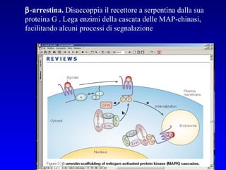  -arrestina.  Disaccoppia il recettore a serpentina dalla sua proteina G . Lega enzimi della cascata delle MAP-chinasi, facilitando alcuni processi di segnalazione 