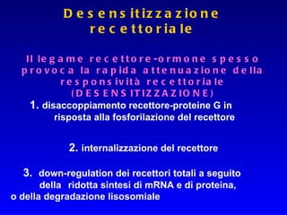 Il legame recettore-ormone spesso provoca la rapida attenuazione della responsività recettoriale (DESENSITIZZAZIONE) 3.  down-regulation dei recettori totali a seguito  della  ridotta sintesi di mRNA e di proteina,  o della degradazione lisosomiale  2.  internalizzazione del recettore 1.  disaccoppiamento recettore-proteine G in  risposta alla fosforilazione del recettore Desensitizzazione recettoriale 