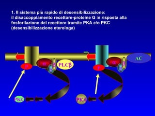 1. Il sistema più rapido di desensibilizzazione:  il disaccoppiamento recettore-proteine G in risposta alla fosforilazione del recettore tramite PKA e/o PKC (desensibilizzazione eterologa) PKC PKA       AC PLC  P P 