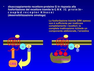 GRK    P P P -arrestina  La fosforilazione tramite GRK spesso non è sufficiente per inattivare completamente i recettori; la completa inattivazione richiede un componente addizionale, l’arrestina    disaccoppiamento recettore-proteine G in risposta alla fosforilazione del recettore tramite le  GRK (G protein-coupled receptor Kinase) (desensibilizzazione omologa) 